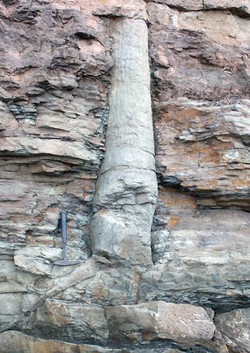 Polystrate Fossil in Nova Scotia