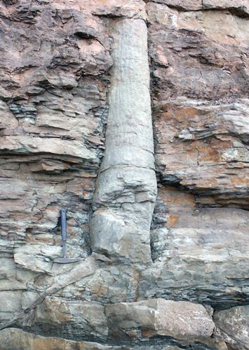 Polystrate Fossil in Nova Scotia